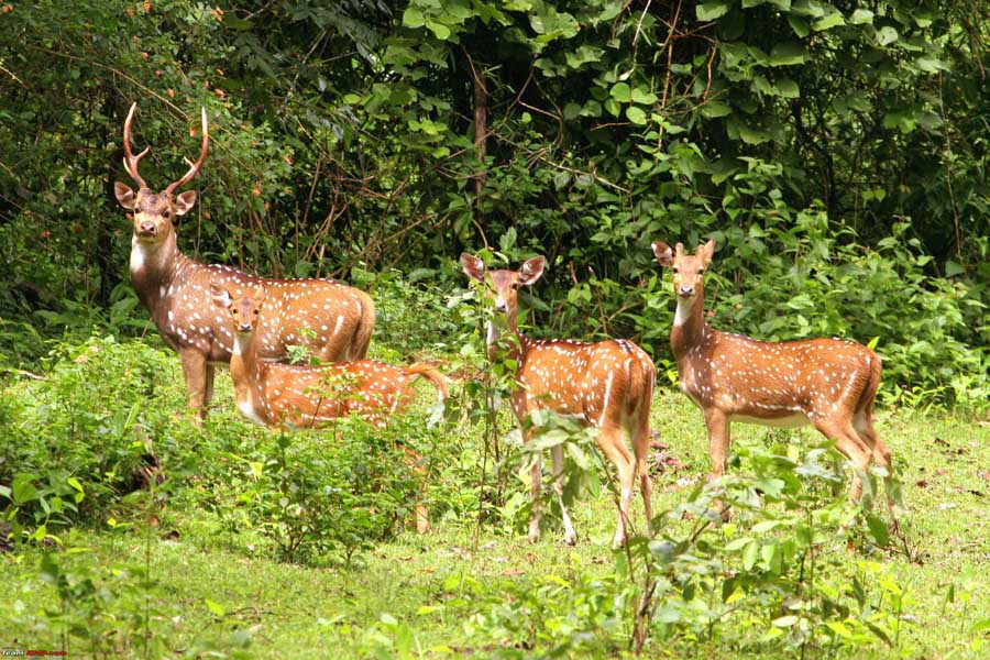 Kaziranga National Park