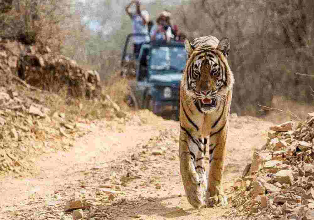 Bandhavgarh