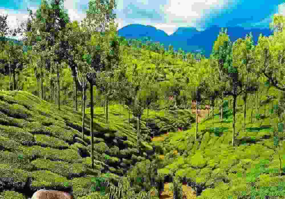 Thekkady Independence Day Package