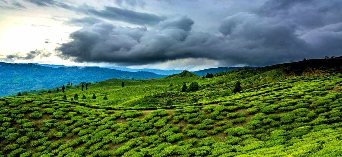 Assam Meghalaya Arunachal Tour