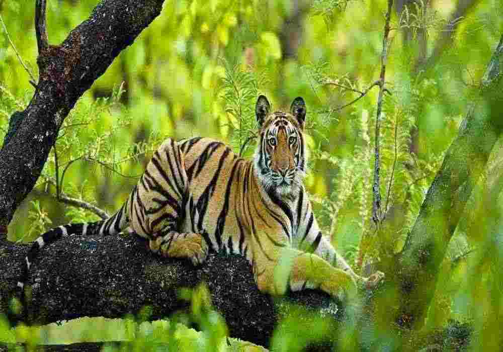 Bandhavgarh Group Tour