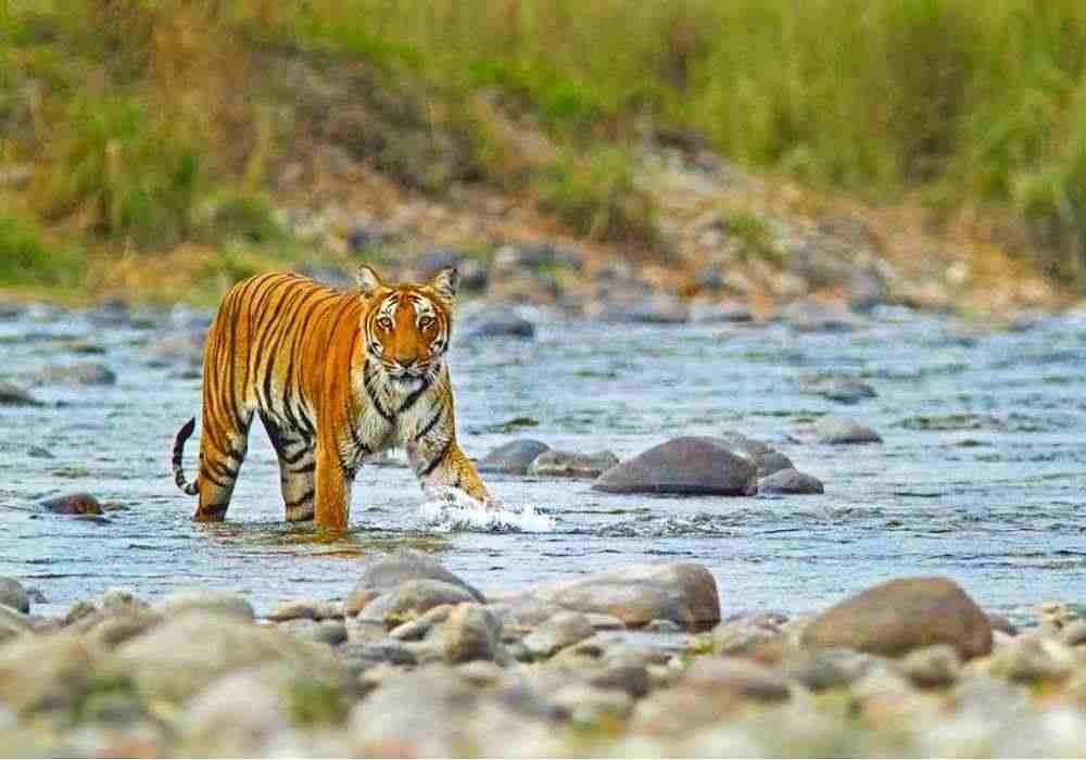 Corbett Monsoon Tour Package