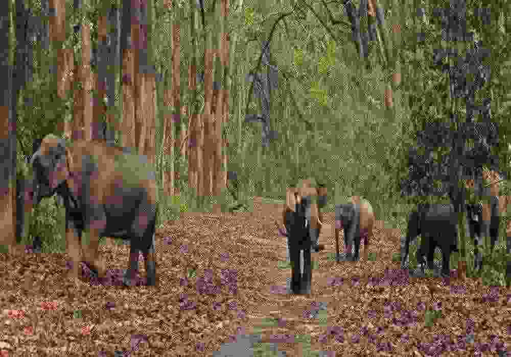 Corbett Wildlife Tour Package