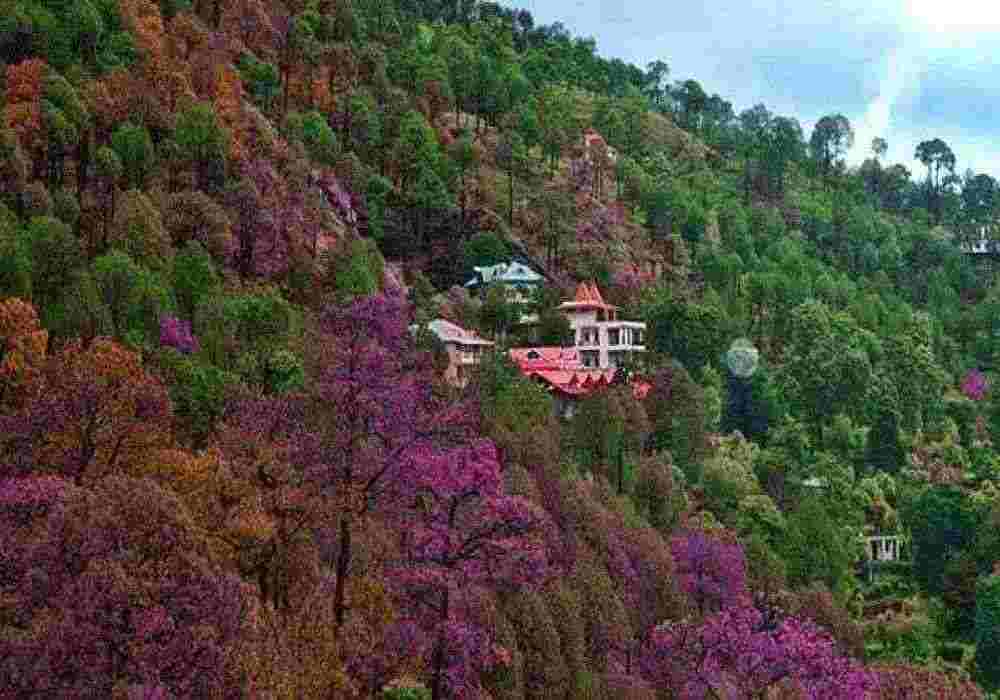 Kasauli Regency Kasauli, Hotel Kasauli Regency - TrvMe