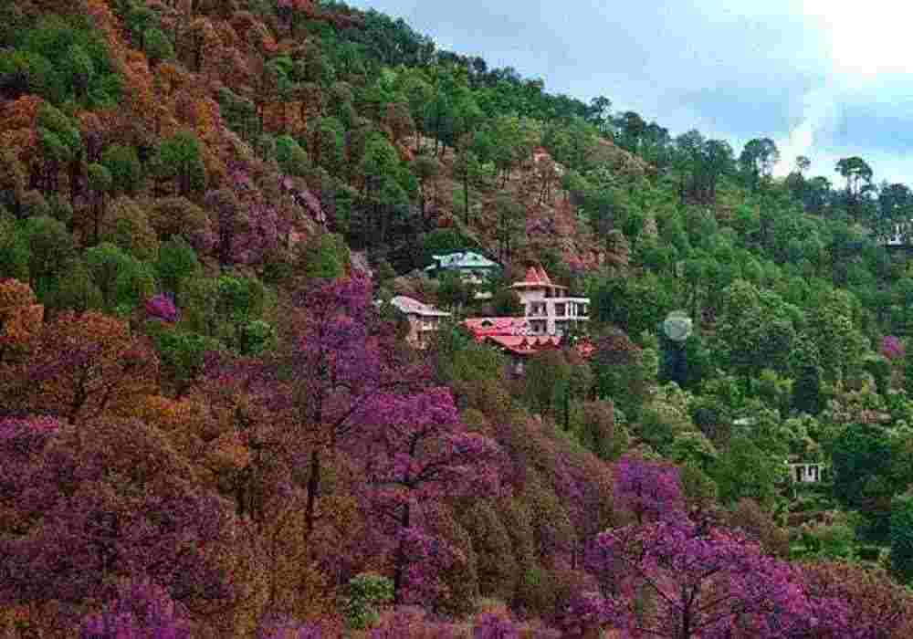 Kasauli Weekend Package