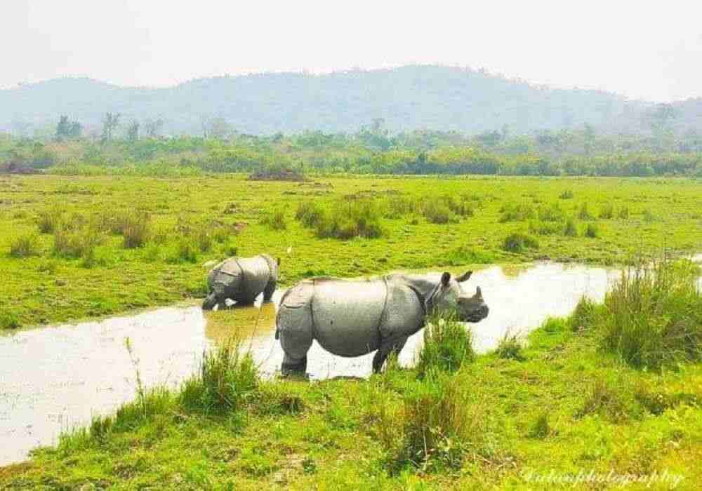 Kaziranga National Park Group Tour