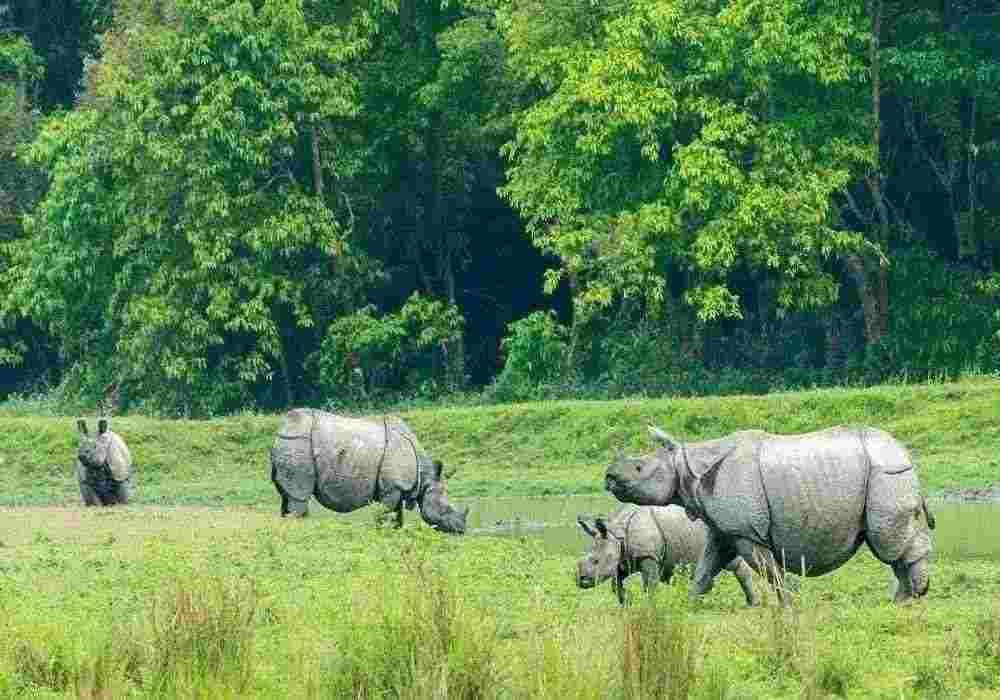Kaziranga National Park Weekend Package