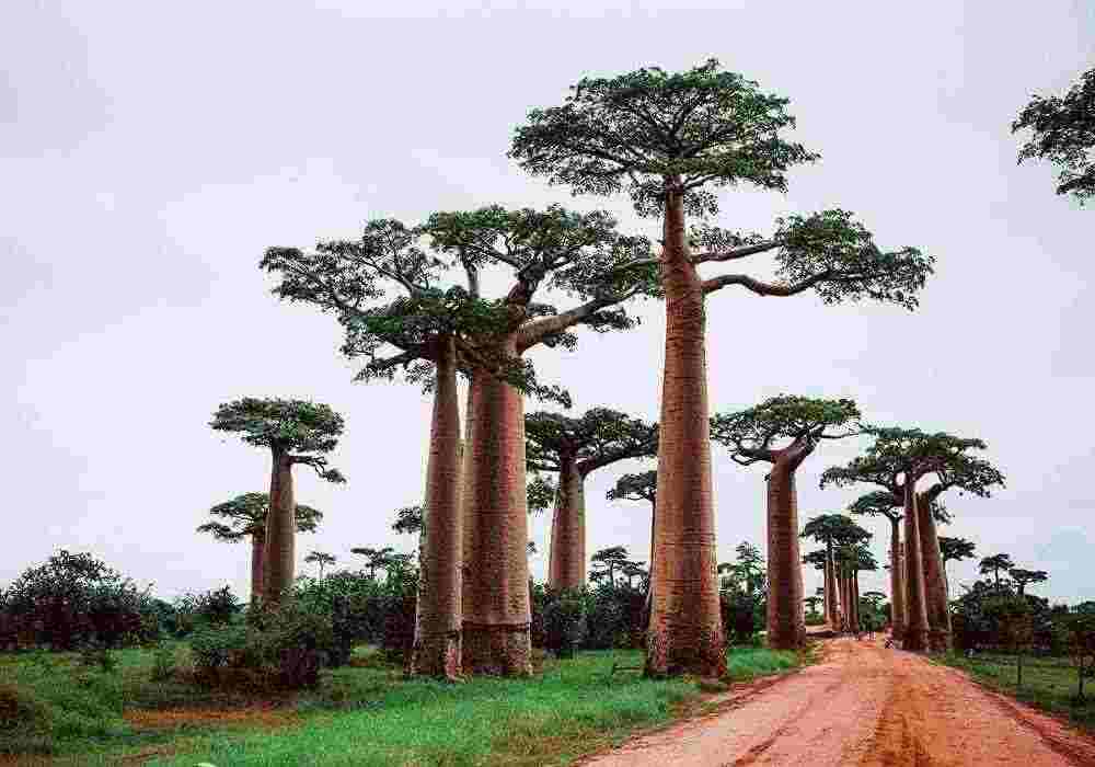Madagascar Honeymoon Tour Packages