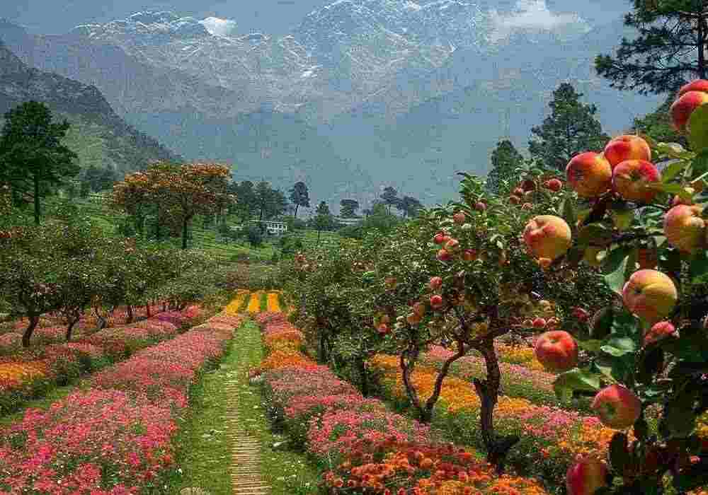 Delhi to Ranikhet Trip Package