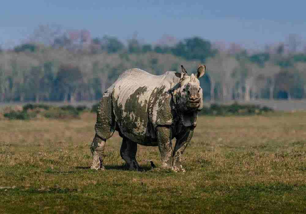 Delhi to Kaziranga National Park Trip Package