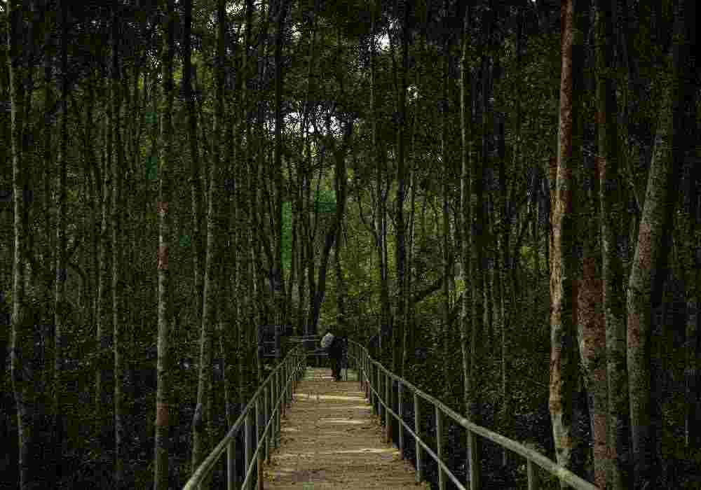 Delhi to Sundarbans Trip Package