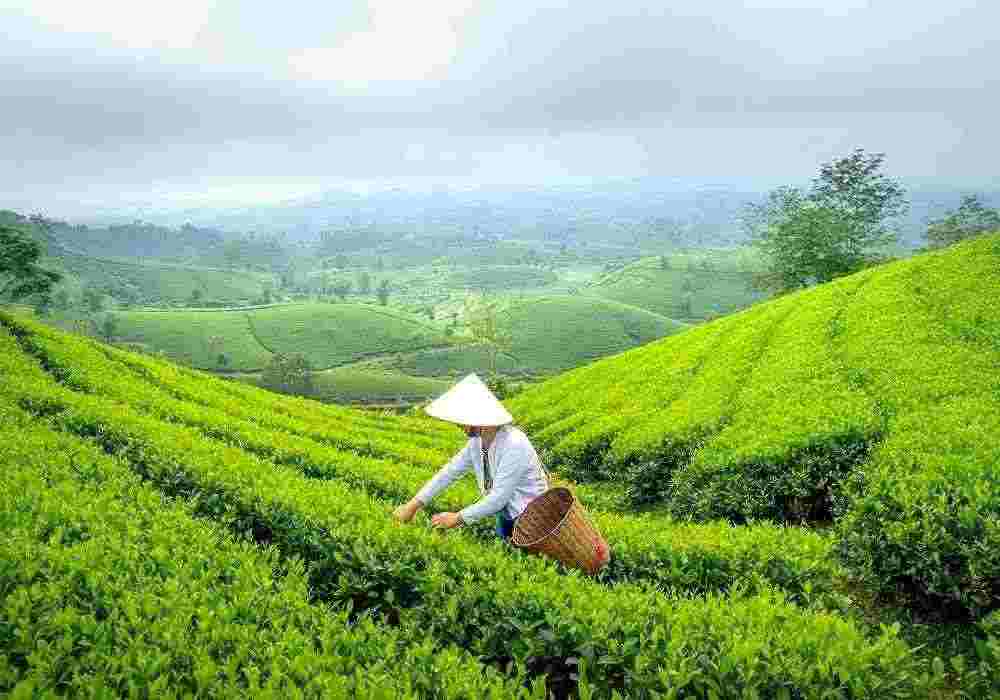 Munnar & Thekkady Getaway