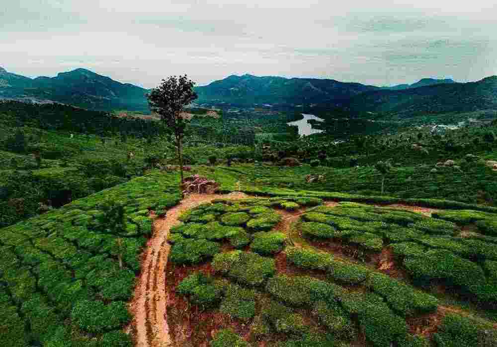 Escape to Munnar – The Queen of Hills