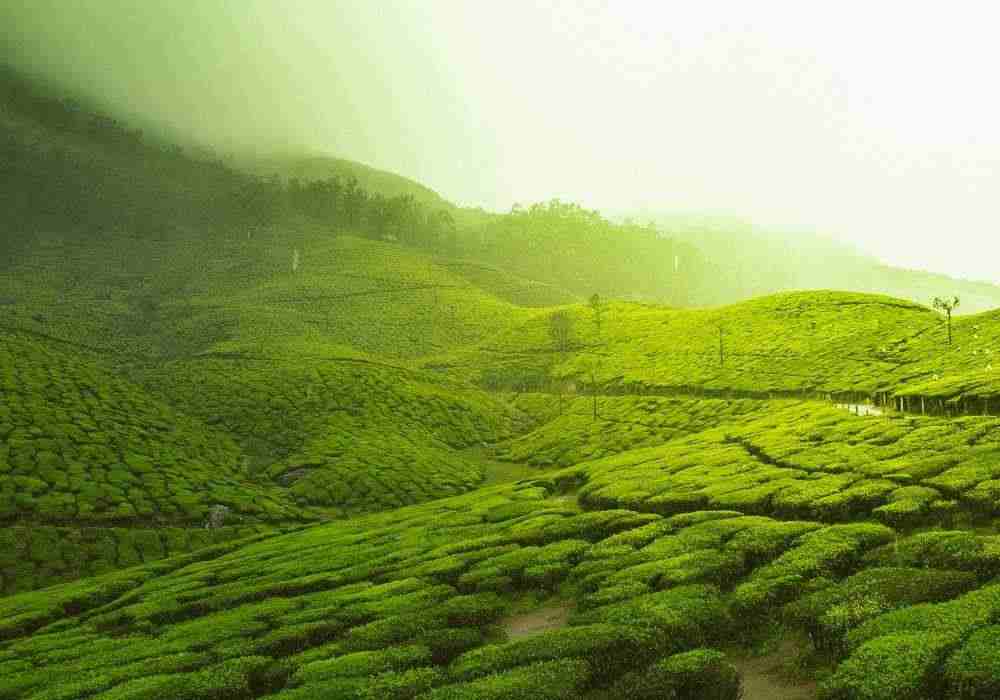 Delhi to Ooty Trip Package