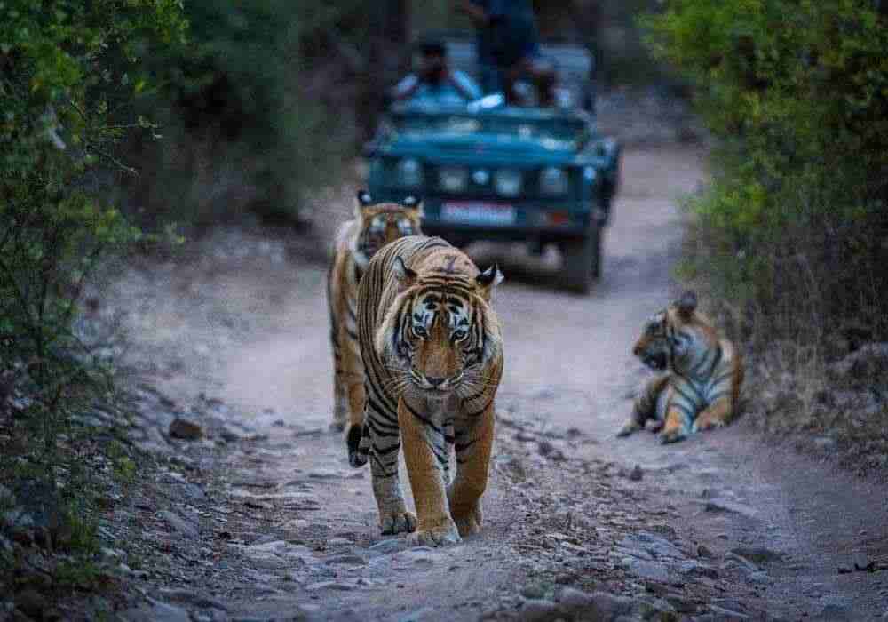 Ranthambore Group Tour