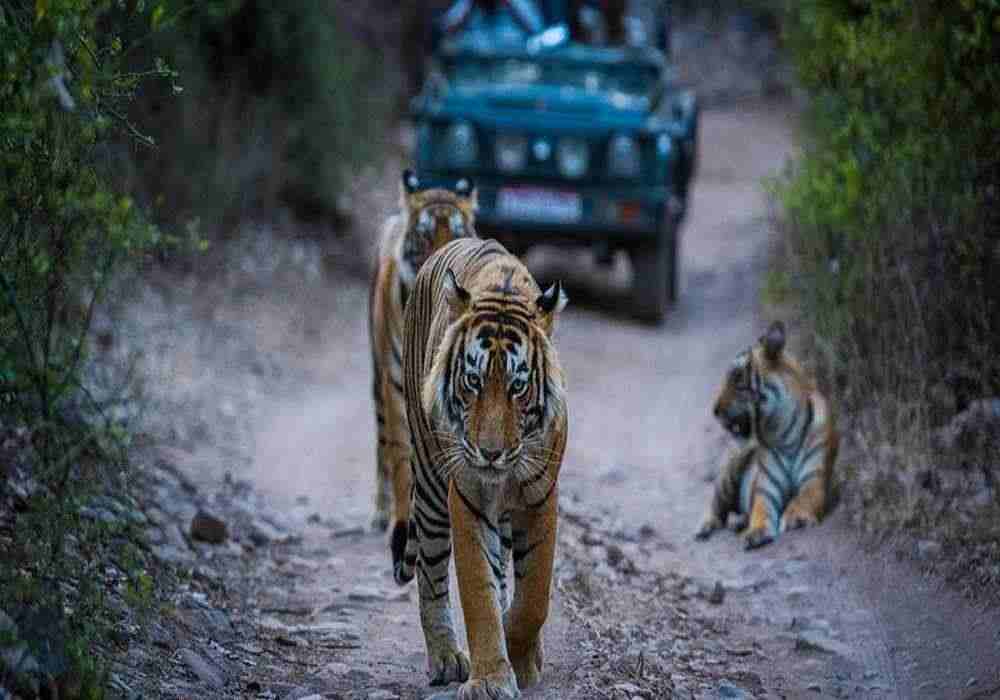 Ranthambore Durga Puja Dussehra Package