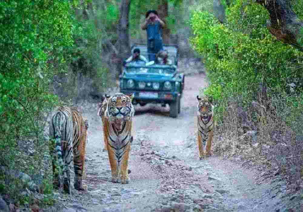 Ranthambore Family Package