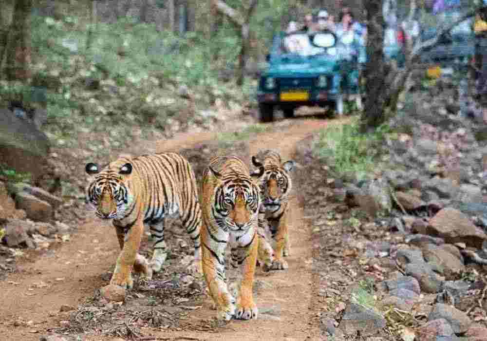 Ranthambore Birthday Party Package