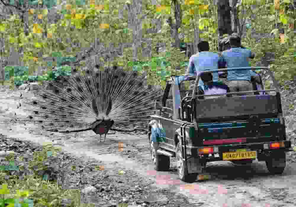 Rishikesh Safari Tour Package