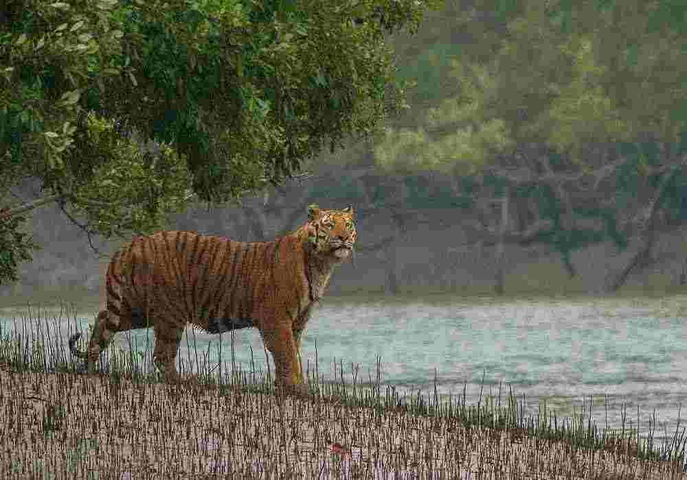 Sundarban Honeymoon Tour