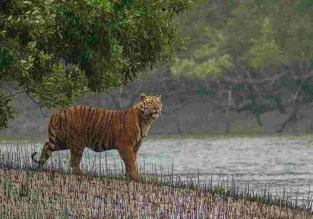 Sundarbans Corporate Tour