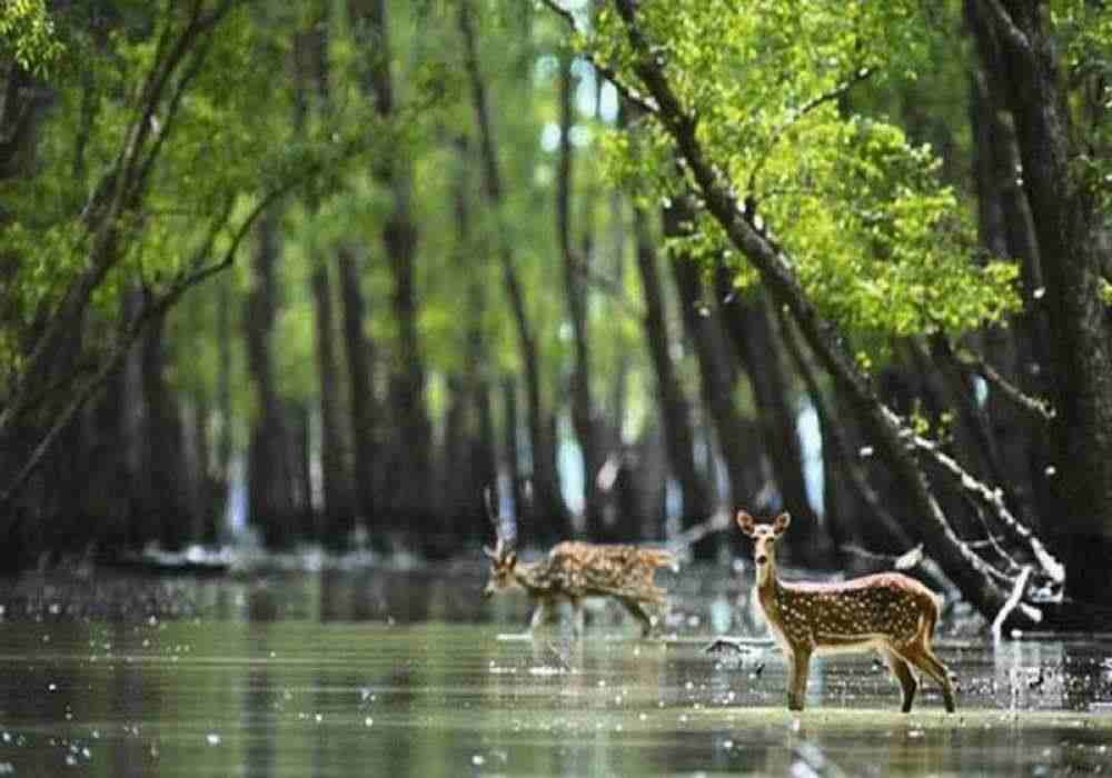Sundarbans Monsoon Package
