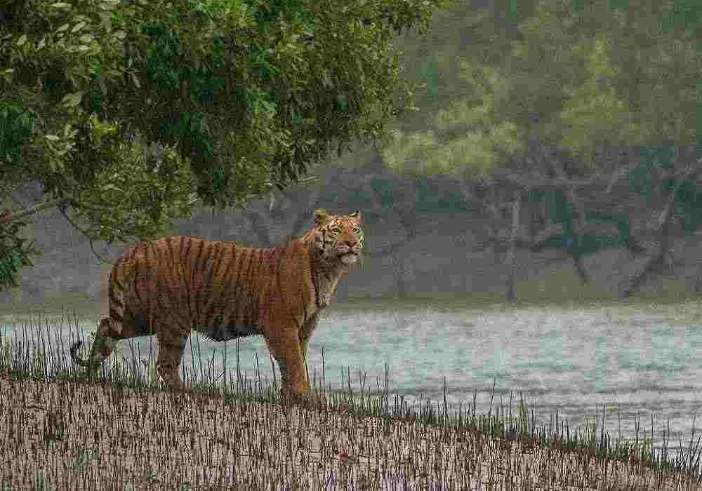 Sundarbans Weekend Package