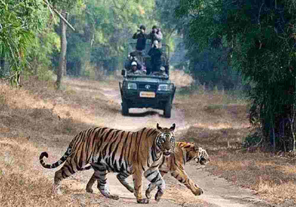 Tiger Tour Package India