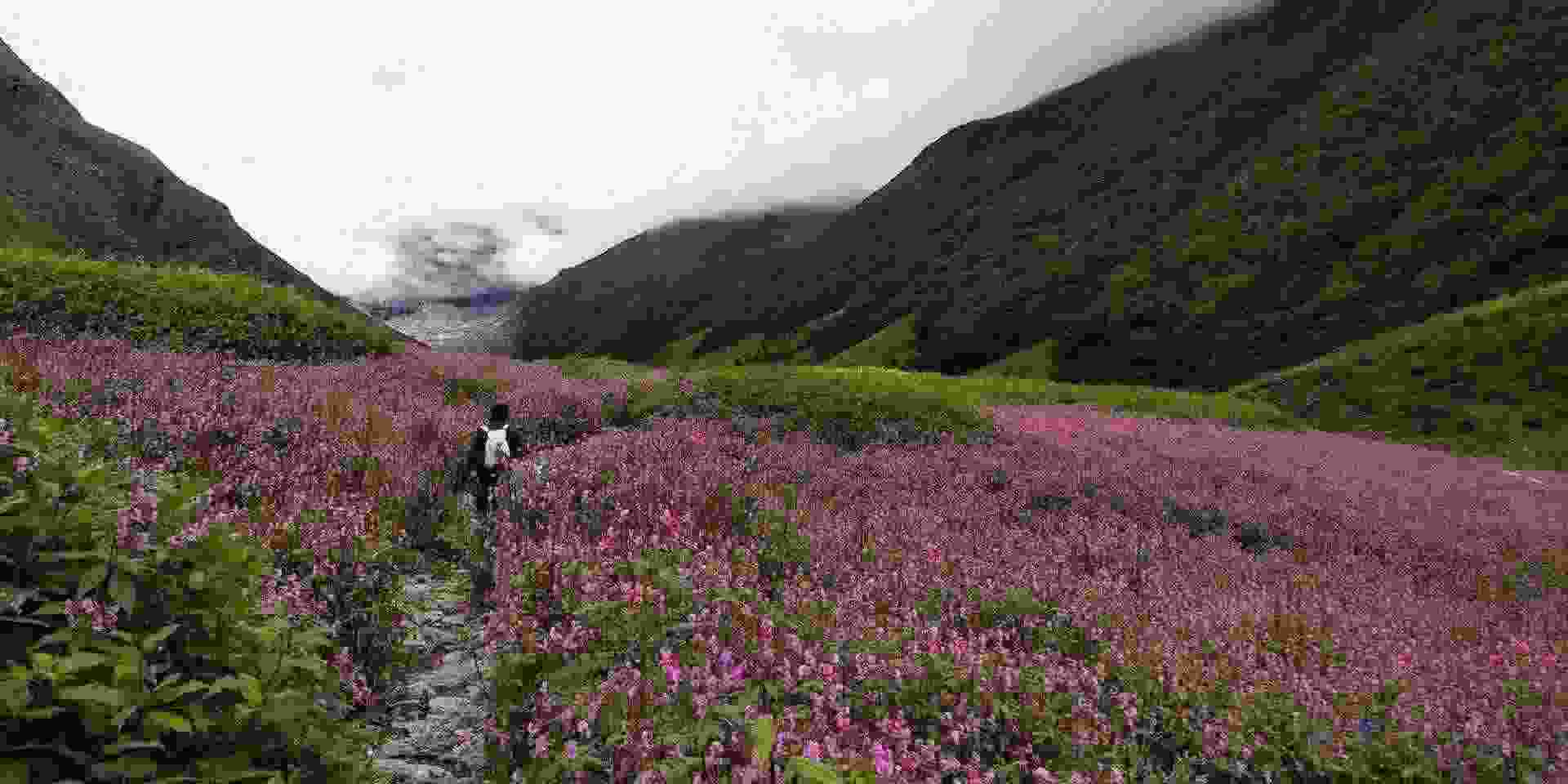 Valley of Flowers Trek